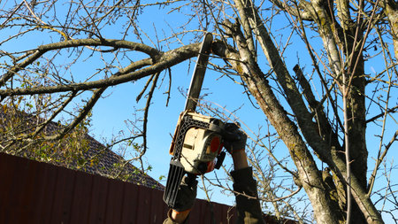 cutting the upper branches of a tree with a chainsaw in the local area, a man holds a gasoline saw...