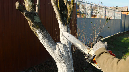 a worker with a chainsaw cuts down a tree with a thin bleached trunk step by step, cleaning old...