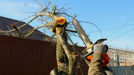 a rural worker cuts the upper branches of a tree in front of the house using a chainsaw, a villager...