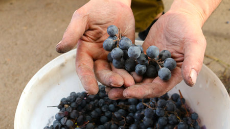 winemaker's hands holding a bunch of overripe dark red grapes over a white plastic bucket, home production of fruit drinks, grape harvest in the autumn season, fruit processingの写真素材