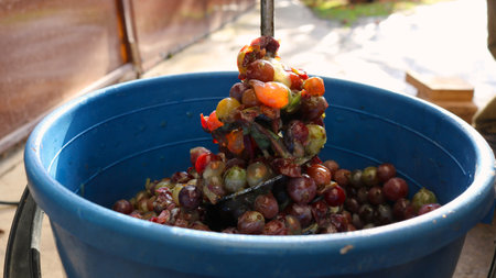 a bucket with multi-colored crumpled mixed grapes and a large whiskey in juicy berries on metal as a fragment of the process of making homemade wineの写真素材