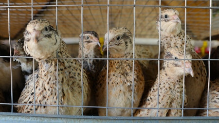 a group of quails close-up in a cage on a poultry farm or on a private farm, keeping domestic quails for dietary eggs and meat in the poultry yard, domesticated laying birdsの写真素材