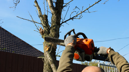 a man saws the branches of a tree with a chainsaw holding it above his head, cutting down the top...
