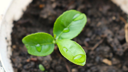 top view of three-leafed potted sprout with water droplets in blurry focus, sprouting and watering flower in container with soil, citrus tree seedling in first leaf stageの写真素材