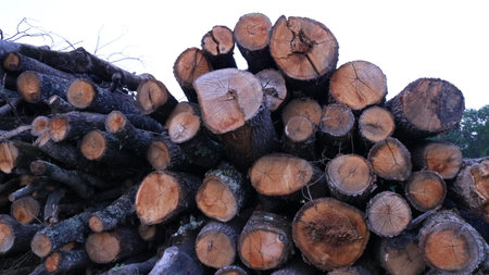 logs piled in a heap, visible by textured cuts, close-up, products of the logging industry