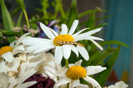 caterpillar on a daisy in a bouquet of flowersの写真素材