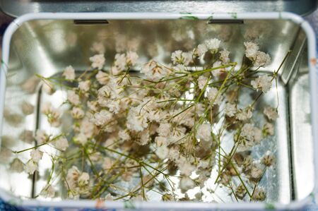 Gypsophila in metal box close-up