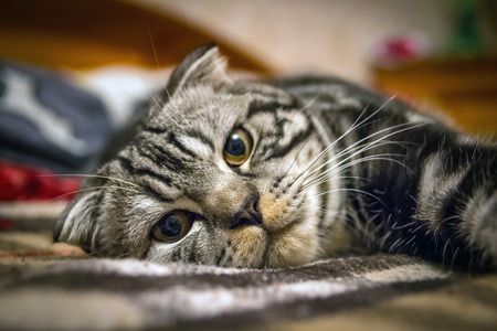 Striped gray Scottish Fold cat lying on the bed in the plaidの写真素材