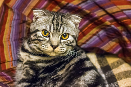 Striped gray Scottish Fold cat lying on the bed in the plaidの写真素材
