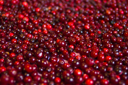Texture of cranberries close-upの写真素材