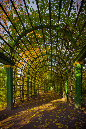 SAINT-PETERSBURG, RUSSIA ? OCTOBER  19, 2016: pergola in Summer Garden, autumn treesの写真素材