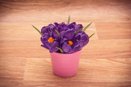 purple crocuses toned picture with vignette and imitation wood surface on background shallow depth of fieldの写真素材