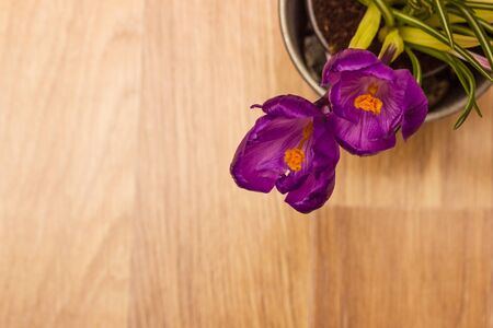 purple crocuses with imitation wood surface on background shallow depth of fieldの写真素材