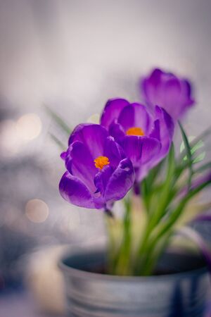 purple crocuses with bokeh on the background shallow depth of field toned pictureの写真素材