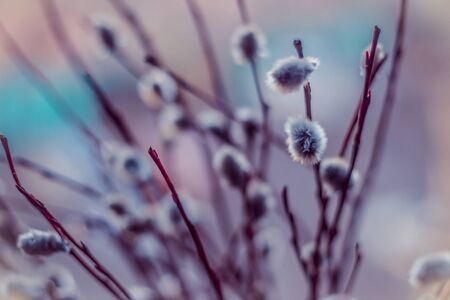 Willow branches close-up with bokeh on the background shallow depth of field toned pictureの写真素材