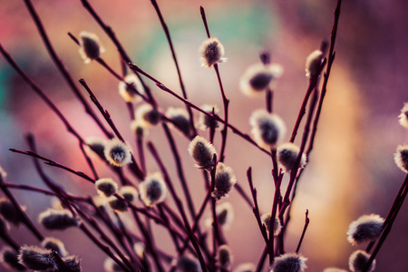 Willow branches close-up with bokeh on the background shallow depth of field toned pictureの写真素材