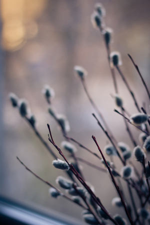 Willow branches close-up with bokeh on the background shallow depth of field toned pictureの写真素材