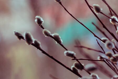 Willow branches close-up with bokeh on the background shallow depth of field toned picture