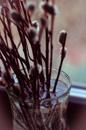 Willow branches in a glass vase close-up with bokeh on the background shallow depth of field toned pictureの写真素材