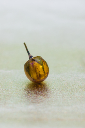 Flower inside of ball shaped crystal made of epoxy resin close-up with bokeh on toned background shallow depth of fieldの写真素材