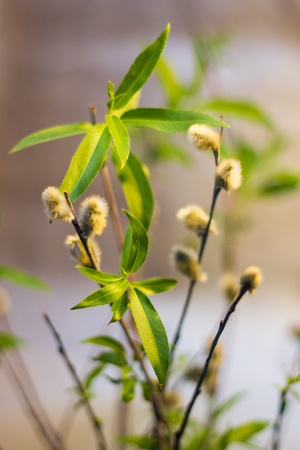 Willow branches with fresh green leaves close-up with bokeh on the background shallow depth of field...