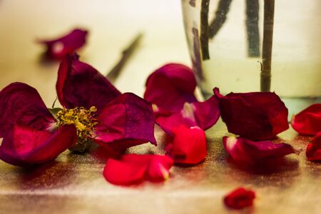 Withering pink rose petals with bokeh on the background shallow depth of fieldの写真素材