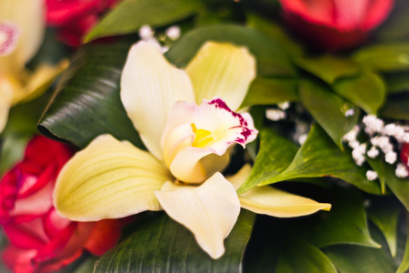 Toned picture of Alstroemeria in a lush bouquet close-up shallow depth of field on background with white vignetteの写真素材