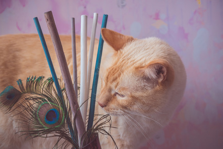 Siamese cat of red color with blue eyes with peacock feathers on pink background soft vintage toned shallow depth of field.の写真素材