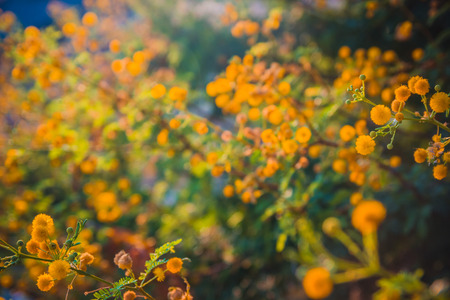 Blooming mimosa tree at sunset time close-up shallow depth of fieldの写真素材