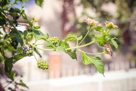 Blooming with pink flowers mulberry bush in midday time close-up shallow depth of fieldの写真素材