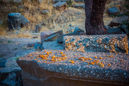 Cracked nuts close-up in ruins of ancient amphitheatre in Erytrai, Ildiri, Cesme, Turkey  view in sunset rays of sun with highlights toned picture shallow depth of fieldのeditorial素材