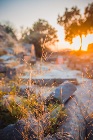 Grass close-up in ruins of ancient amphitheatre in Erytrai, Ildiri, Cesme, Turkey  view in sunset rays of sun with highlights toned picture shallow depth of fieldのeditorial素材