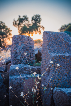 Grass close-up in ruins of ancient amphitheatre in Erytrai, Ildiri, Cesme, Turkey  view in sunset rays of sun with highlights toned picture shallow depth of fieldのeditorial素材