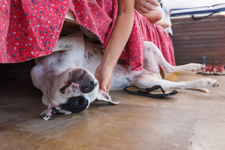 English pointer white dog in black dots playful lying on ceramic tile floor under bed and womens hand stroking it close-up shallow depth of fieldの写真素材