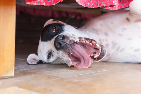 English pointer white dog in black dots playful lying on ceramic tile floor under bed and yawns close-up shallow depth of fieldの写真素材
