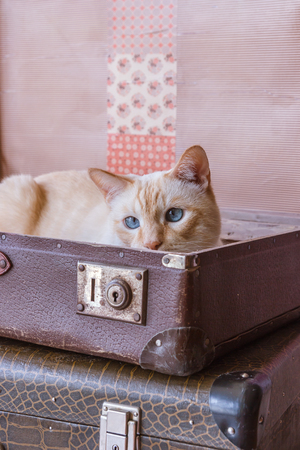 Thai white with red marks cat with blue eyes sits inside vintage suitcases on a pink background toned picture close-up shallow depth of fieldの写真素材