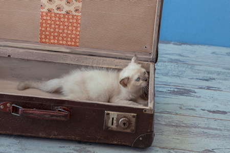 kitten of Scottish Straight breed with blue eyes sits inside vintage suitcase on blue background toned picture close-up shallow depth of fieldの写真素材