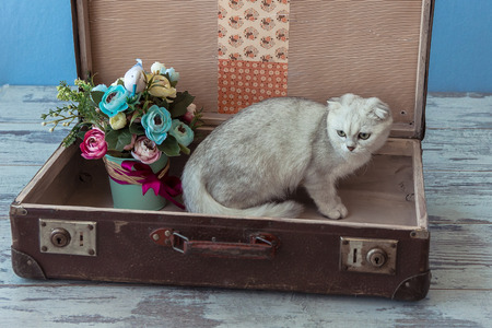 young chinchilla breed cat with green eyes sits inside vintage suitcase on blue background toned picture close-up shallow depth of fieldの写真素材