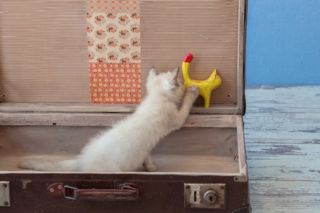 kitten of Scottish Straight breed sits inside vintage suitcase on blue background toned picture close-up shallow depth of fieldの写真素材