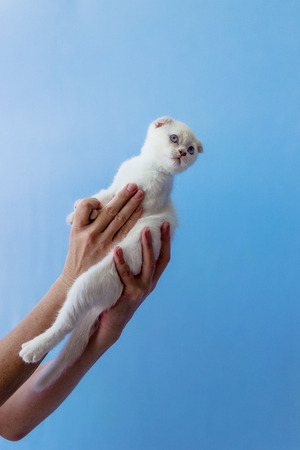kitten of Scottish fold breed in womans hands on blue background toned picture close-up shallow depth of fieldの写真素材