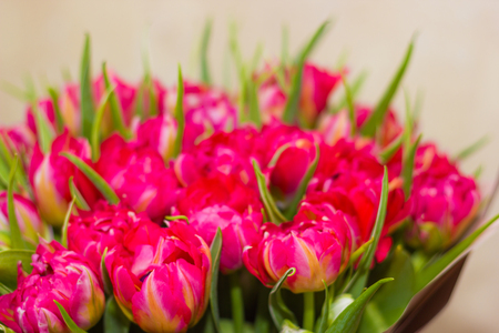 Toned picture of pink parrot tulips bouquet close-up shallow depth of field on beige background の写真素材