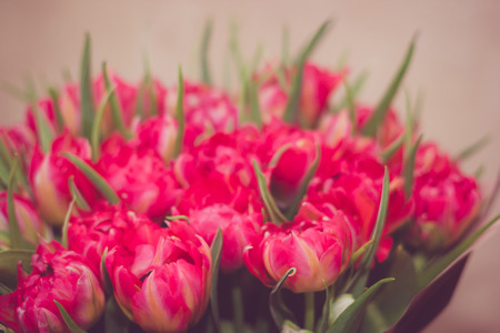 Toned picture of pink parrot tulips bouquet close-up shallow depth of field on beige background の写真素材