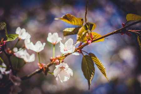 Pink sakura blossom branch close-up shallow depth of field with blue sky on background toned imageの写真素材
