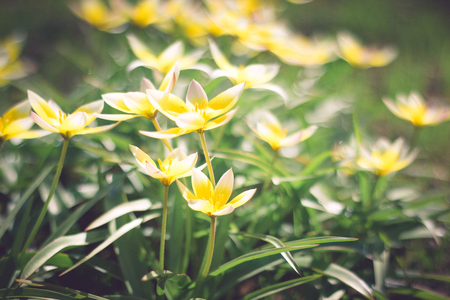 Small yellow flowers on flowerbed close-up shallow depth of field toned imageの写真素材
