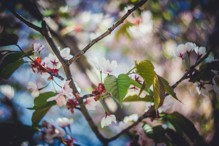 Pink sakura blossom branch close-up shallow depth of field toned imageの写真素材