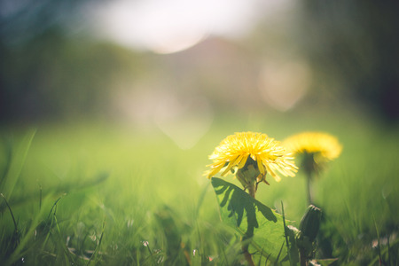 Dandelion flower on green grass close-up shallow depth of field toned image
