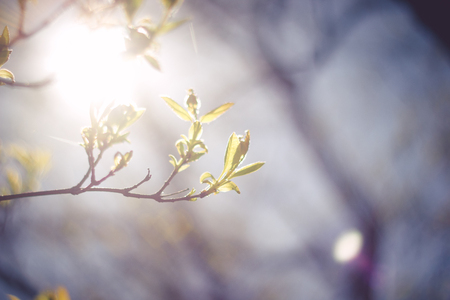 small branch of tree with fresh spring green leaves photo taken against the sun in contrasts background with bokeh toned image close-up shallow depth of fieldの写真素材