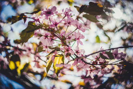 Pink sakura blossom branch close-up shallow depth of field toned imageの写真素材