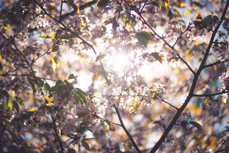 Pink sakura blossom branch close-up shallow depth of field toned imageの写真素材