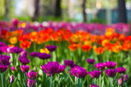 Toned picture of field of colorful tulips outdoor in sunny day shallow depth of fieldの写真素材